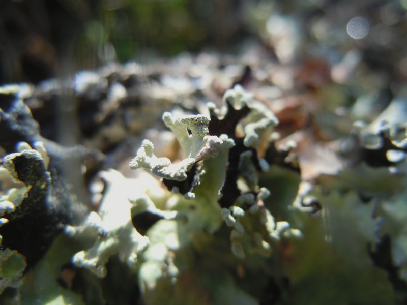 tra le dune di Porto Liscia ( Santa Teresa Gallura)